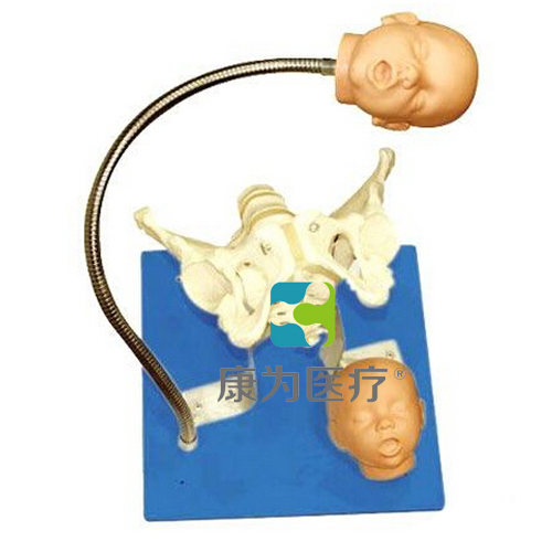“康为医疗”带有胎儿头的骨盆模型,分娩机制示教模型
