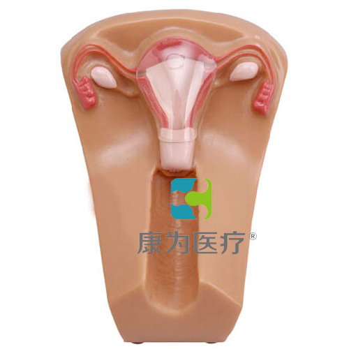 张掖“康为医疗”女性宫内节育器示教模型,女性盆腔器官模型