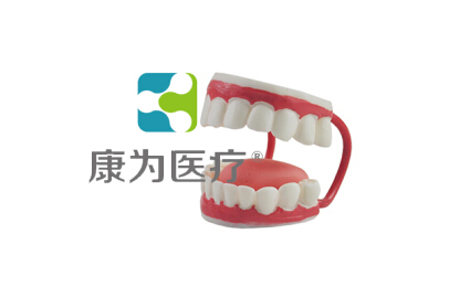 金昌“康为医疗”儿童牙护理保健模型