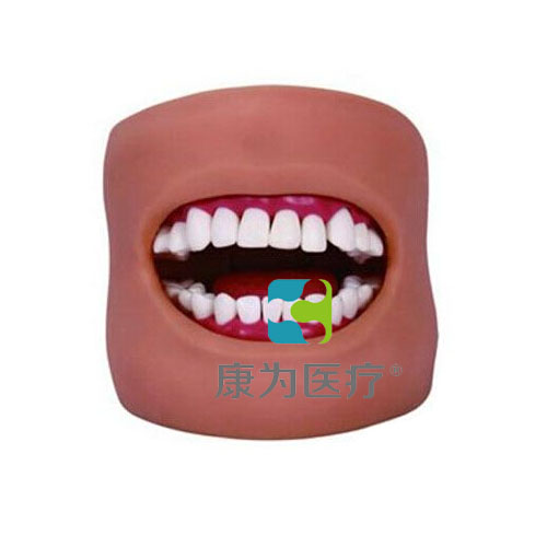 庆阳“康为医疗”口腔护理保健模型（带脸颊）