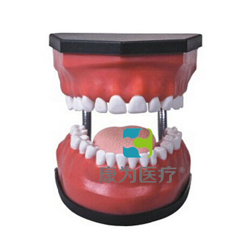金昌“康为医疗”豪华型牙护理保健模型（32颗牙,可脱卸）