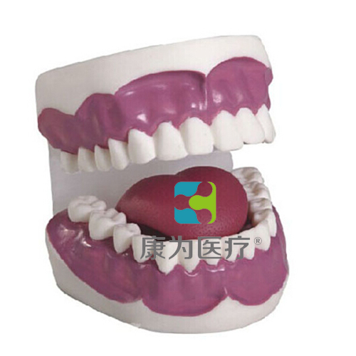 张掖“康为医疗”牙护理保健模型（28颗牙）（放大3倍）