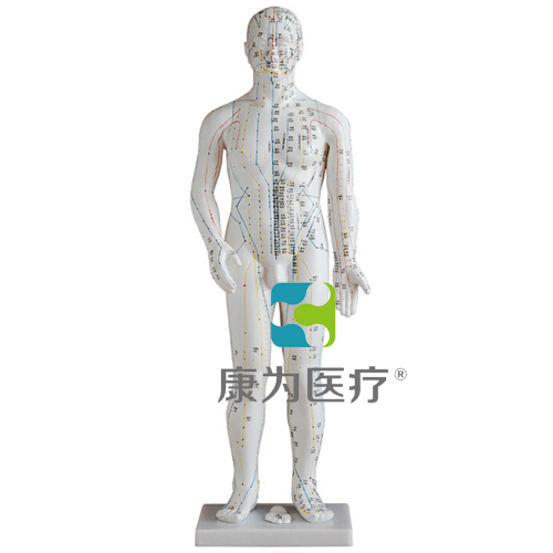 张掖“康为医疗”人体针灸模型48CM