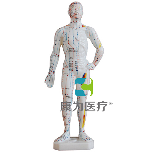 张掖“康为医疗”人体针灸模型26CM