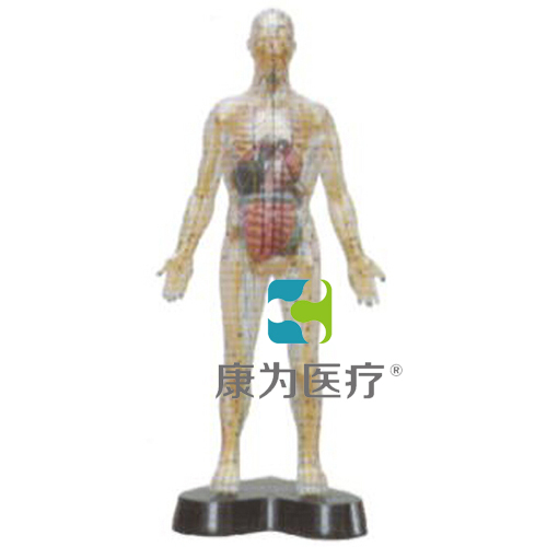 张掖“康为医疗”透明人体针灸模型（透明可见骨骼.内脏)