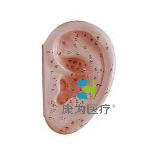 张掖“康为医疗”耳针灸模型40CM