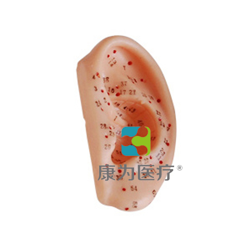 张掖“康为医疗”耳针灸模型13CM