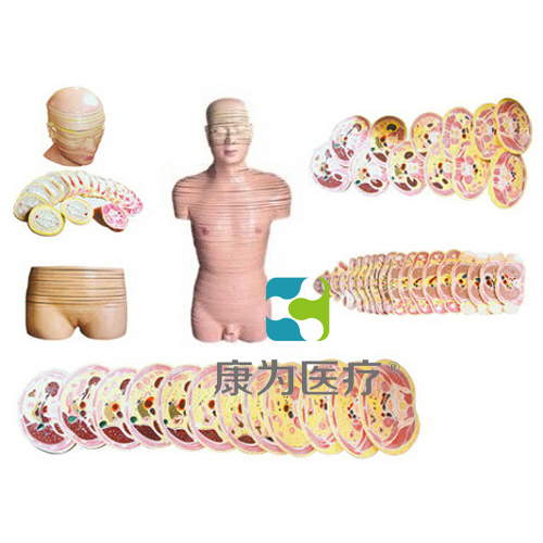 “康为医疗”人体头颈躯干横断断层解剖模型
