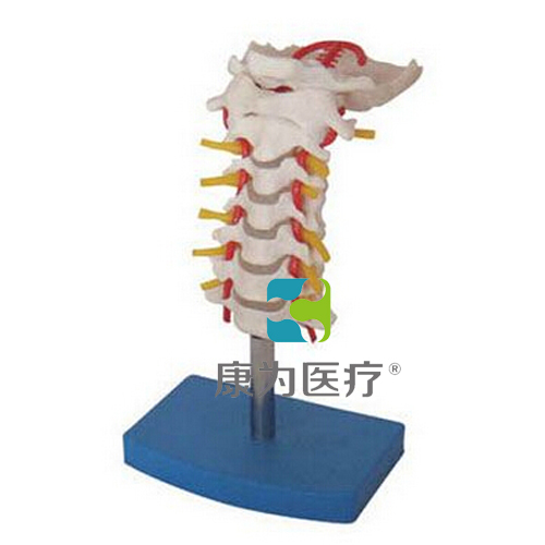 “康为医疗”颈椎带颈动脉、后枕骨、椎间盘与神经模型