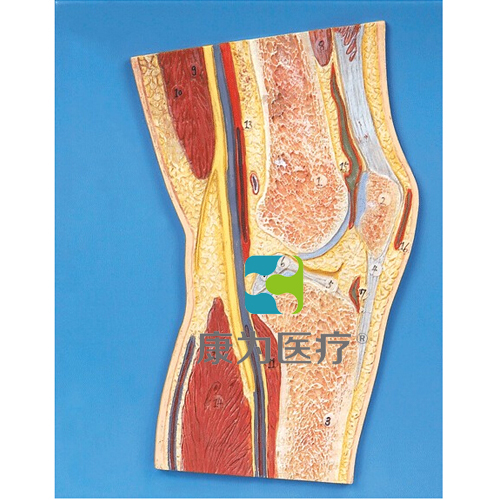 “康为医疗“膝关节剖面模型