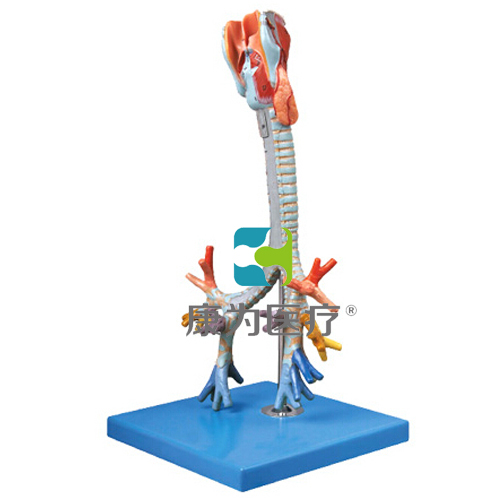 “康为医疗”喉与气管、支气管树模型