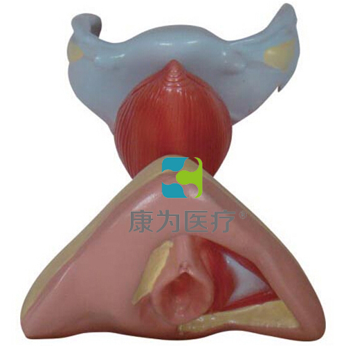 庆阳“康为医疗”女性内外生殖器解剖模型
