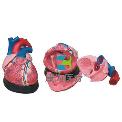 “康为医疗”大心脏解剖模型