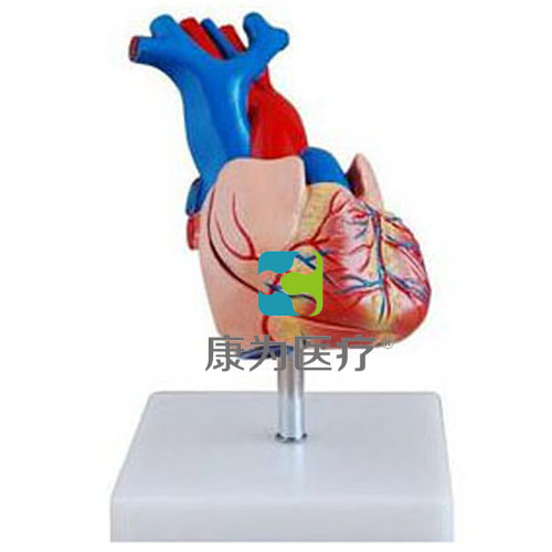 “康为医疗”自然大心脏解剖模型