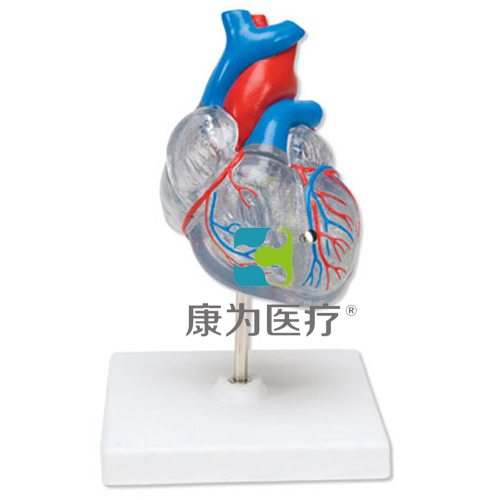 “康为医疗”透明心脏模型
