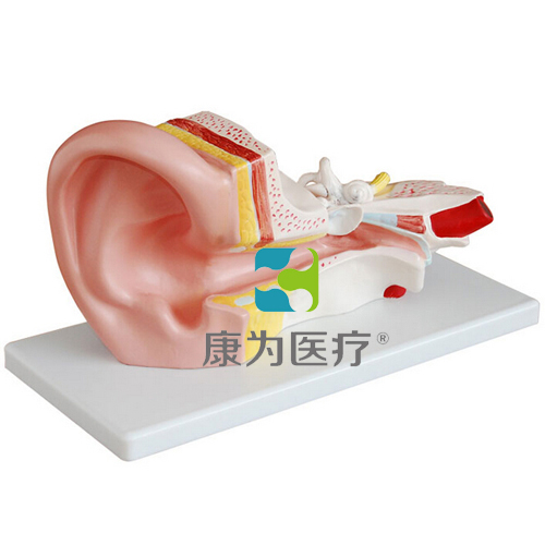 武威“康为医疗”中耳解剖放大模型