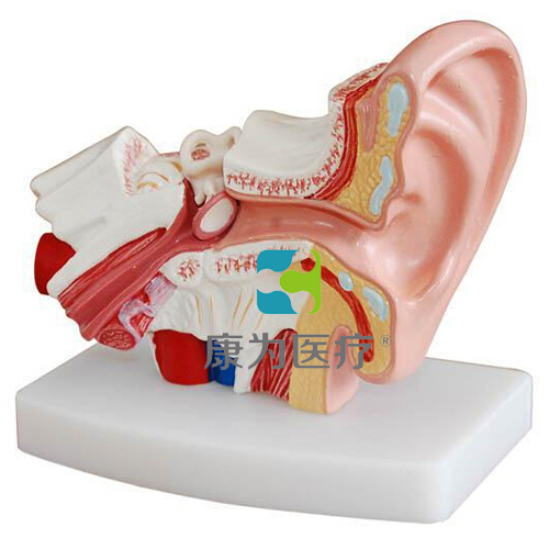 平凉“康为医疗”桌上型耳解剖模型