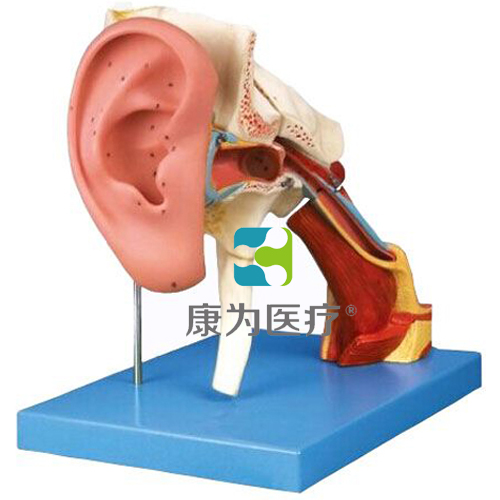 益阳“康为医疗”耳结构放大模型