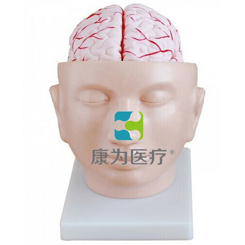 “康为医疗”头部附脑动脉模型