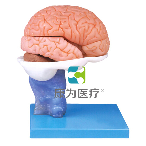 “康为医疗”15部分脑解剖模型