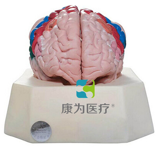 “康为医疗”大脑皮质分区模型