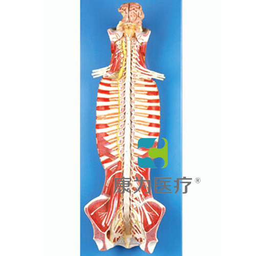 “康为医疗”椎管内部脊髓神经模型