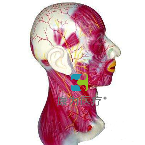 “康为医疗”头颈部浅层解剖模型