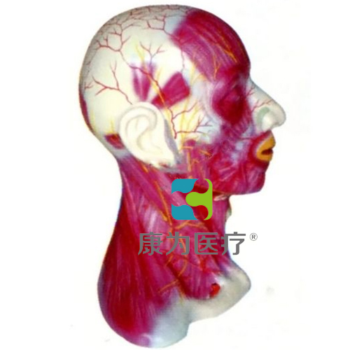 “康为医疗”头颈部中层解剖模型