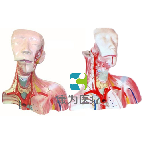 “康为医疗”颅腔及头颈胸局部解剖模型