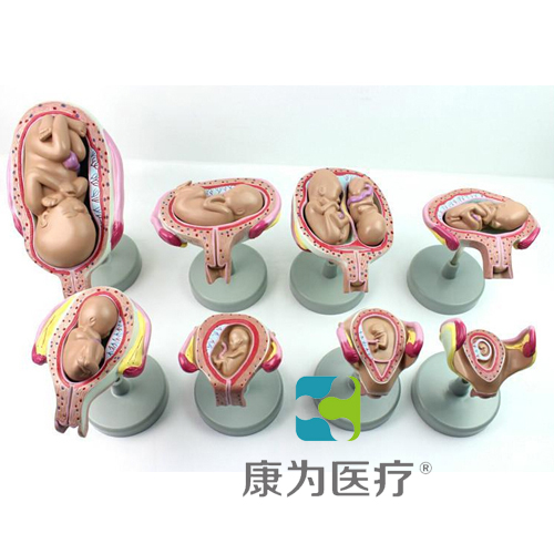 庆阳“康为医疗”胎儿发育过程模型（带底坐）