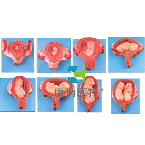 “康为医疗”妊娠胚胎发育过程模型