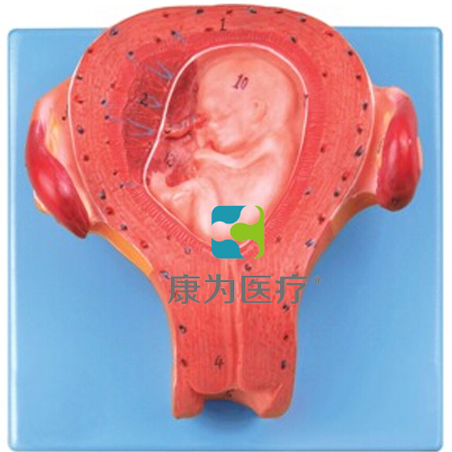 “康为医疗”三个月胚胎模型