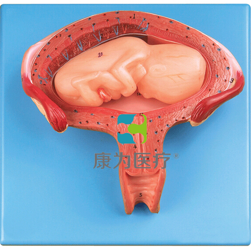 “康为医疗”四个月胎儿模型