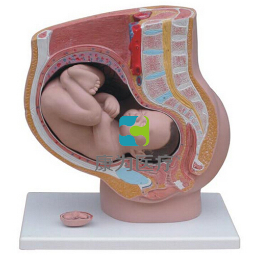 “康为医疗”骨盆含妊娠九个月胎儿模型
