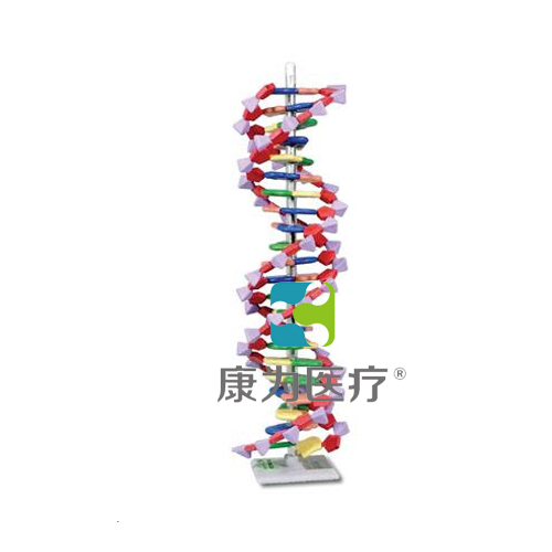 “康为医疗”DNA结构模型