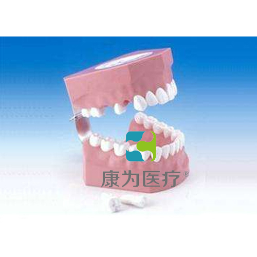 “康为医疗”刷牙指导模型（恒牙）