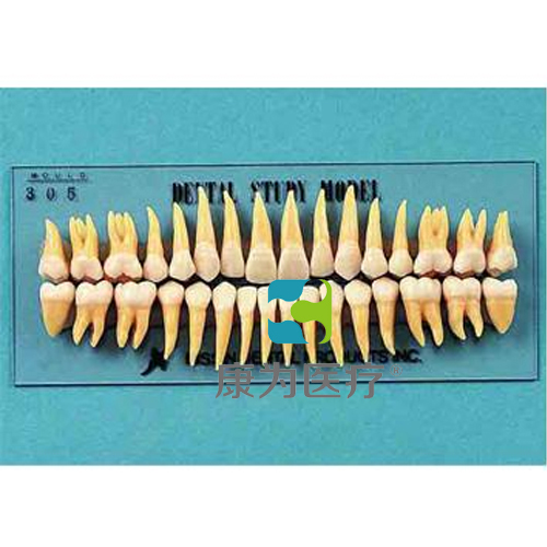 “康为医疗”复制恒牙模型（B3-305）