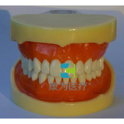 “康为医疗”标准牙颌模型B