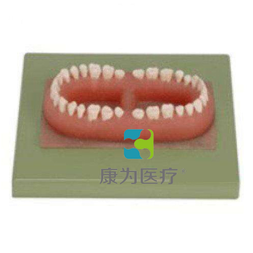 “康为医疗”成人牙模型总汇（32颗牙）