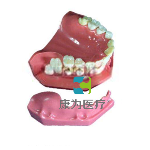 “康为医疗”牙列发育模型A