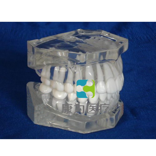 “康为医疗”标准水晶牙列模型(无颌架)