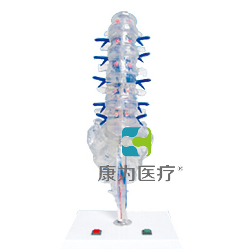 “康为医疗”腰骶椎椎间盘和脊神经电动模型