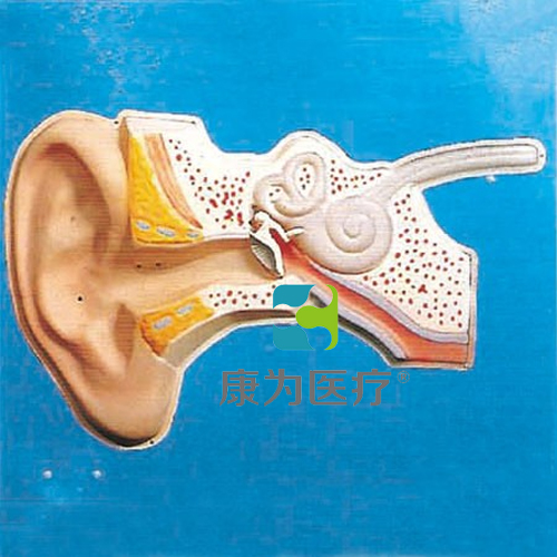 张掖“康为医疗”耳听觉调节模型（声控）