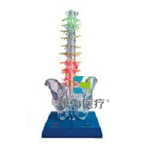 张掖“康为医疗”透明脊柱电动模型