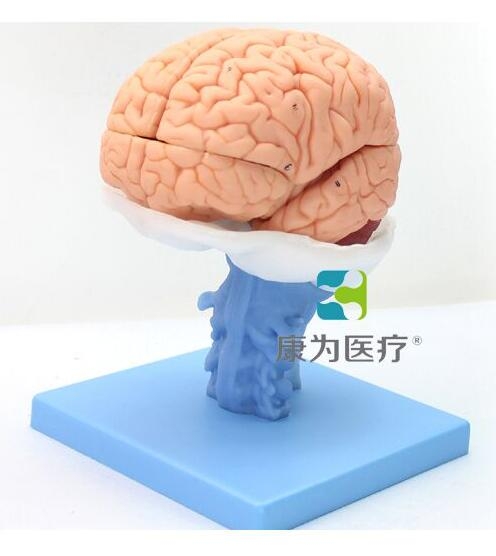 “康为医疗”医学人体大脑解剖模型