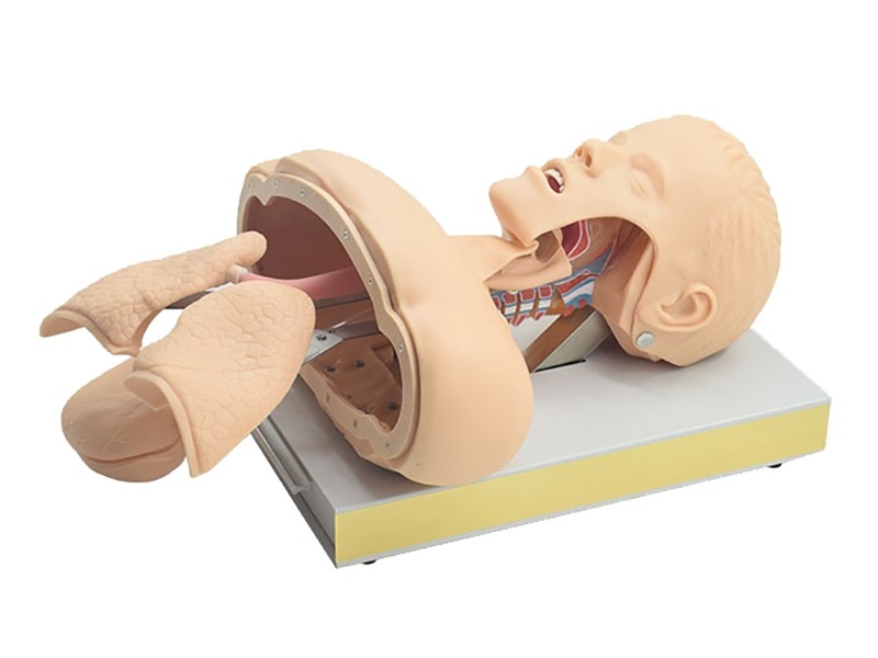 带解剖气管插管训练模型