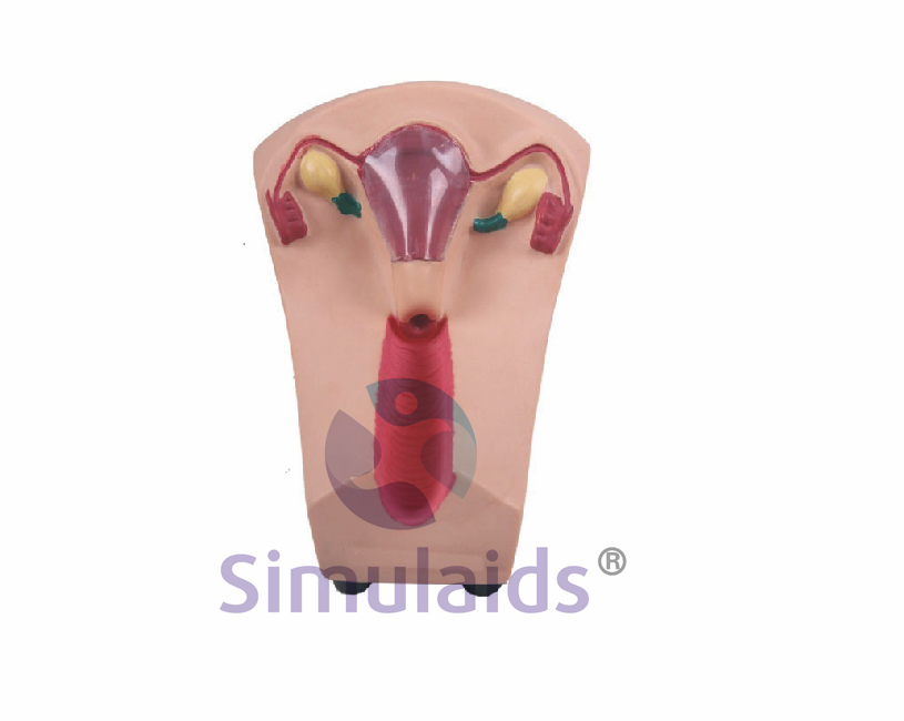 张掖女性盆腔器官模型