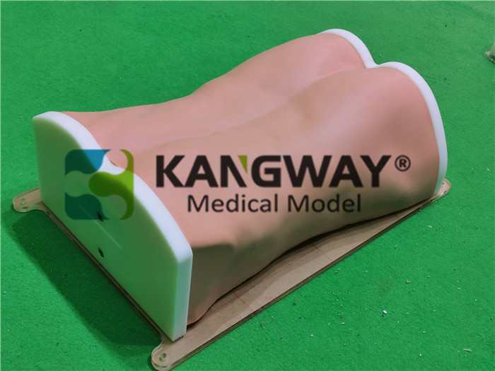 "KANGWAY"高仿真3D人体脊柱手术模型,脊柱微创训练模型